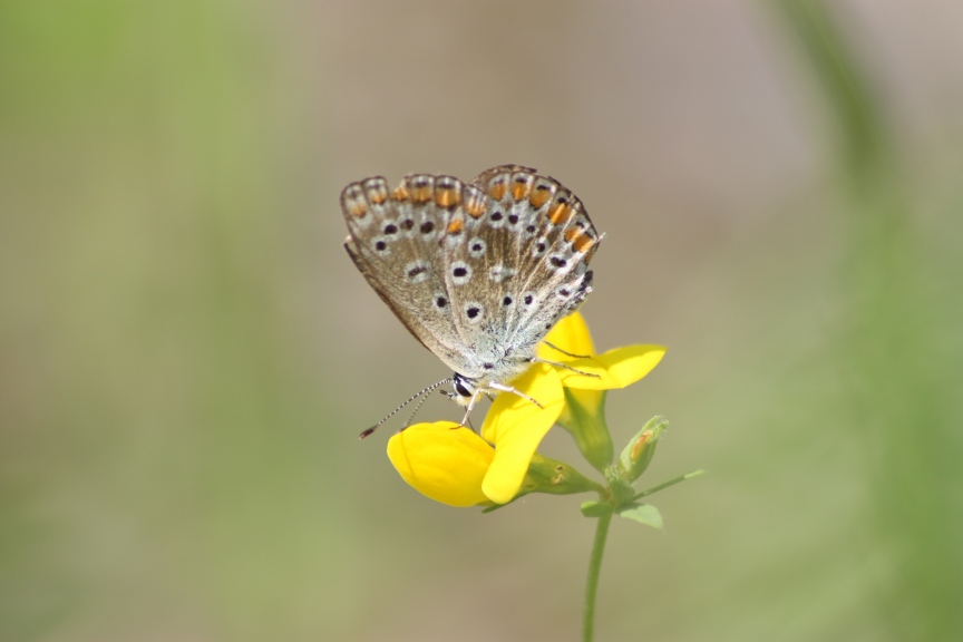 ciclabile Arluno-Boffalora